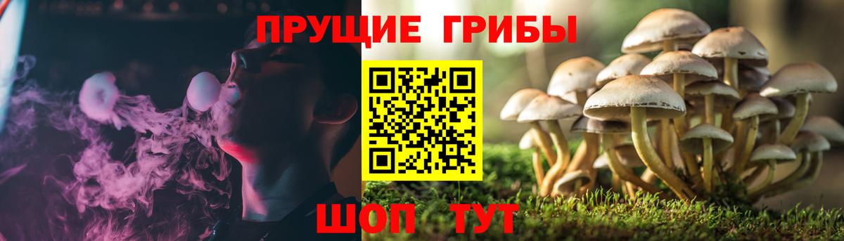 Галлюциногенные грибы GOLDEN TEACHER  Псилоцибиновые грибы MAGIC MUSHROOMS  Вход с VPN  Янаул 